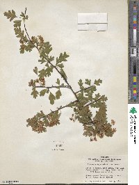 Crataegus × media image