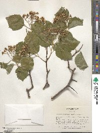 Crataegus pedicellata image