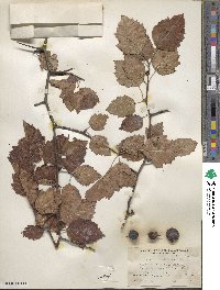 Crataegus pedicellata image