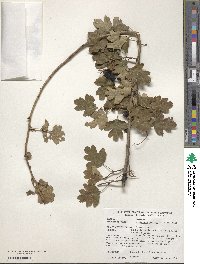 Crataegus pentagyna image