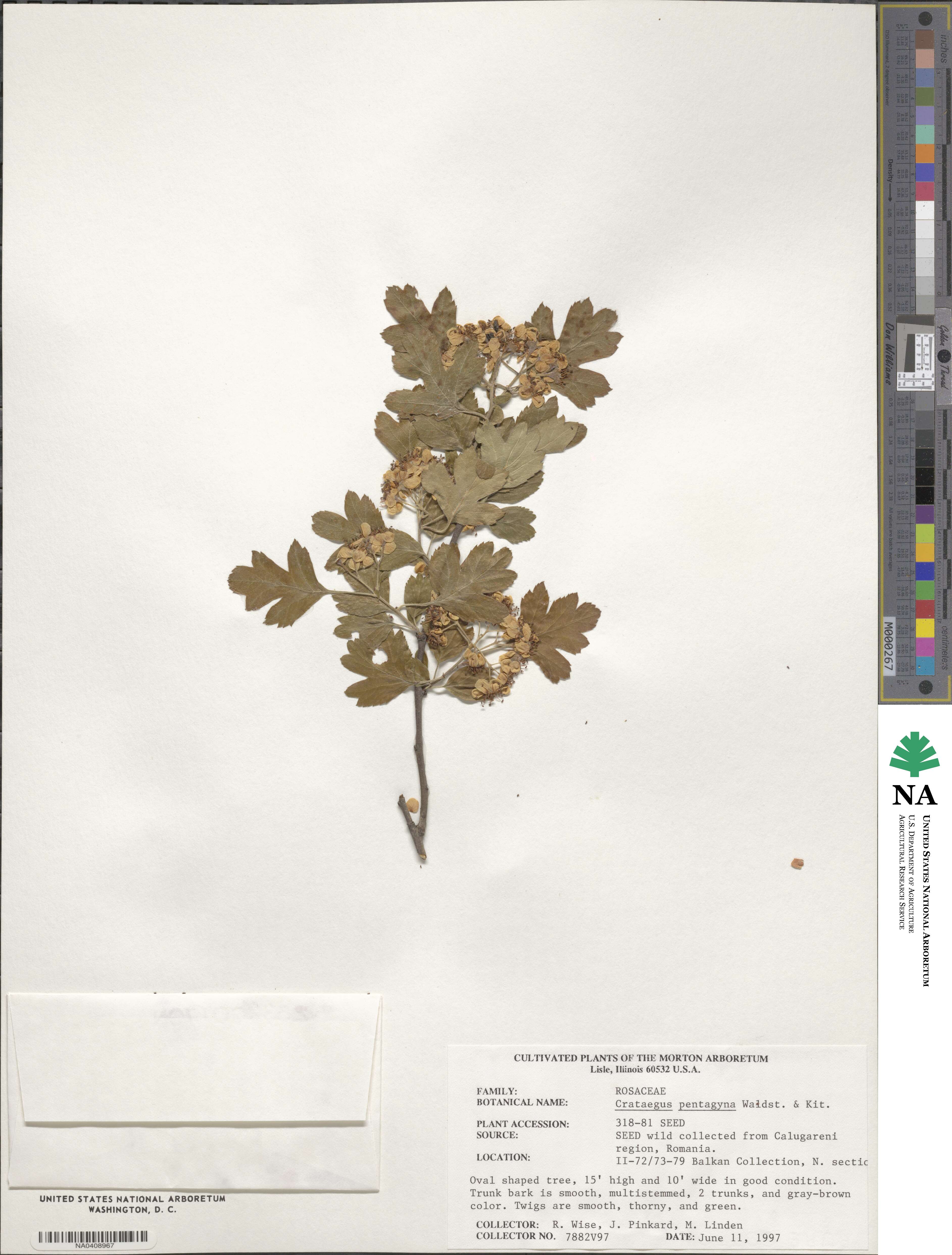 Crataegus pentagyna image