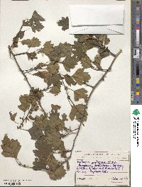 Crataegus pentagyna image