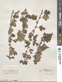 Crataegus pentagyna image