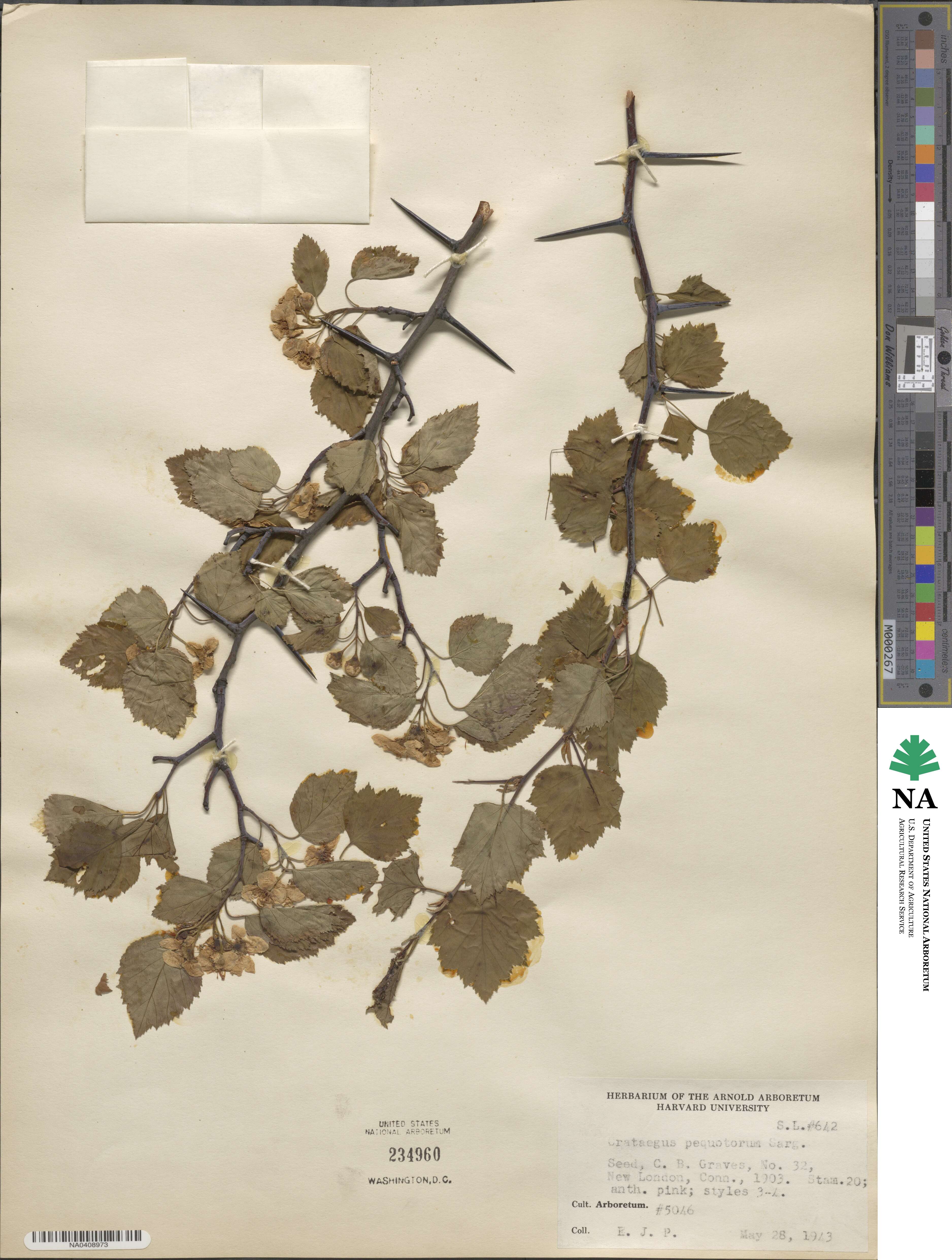 Crataegus pequotorum image