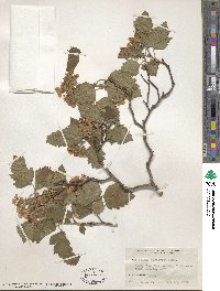 Crataegus pentagyna image