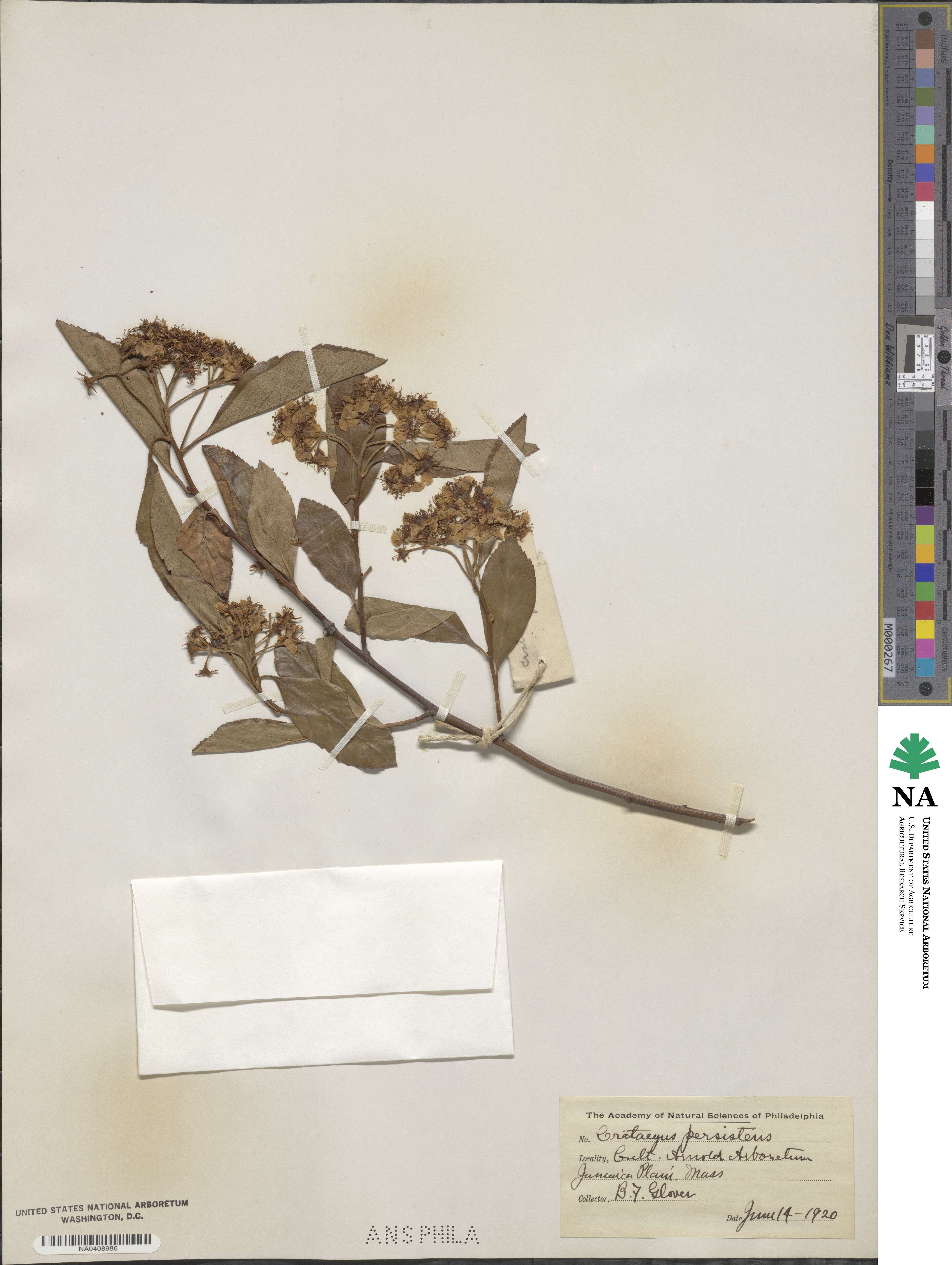 Crataegus crus-galli image