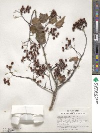 Crataegus phaenopyrum image