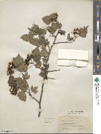 Crataegus phaenopyrum image