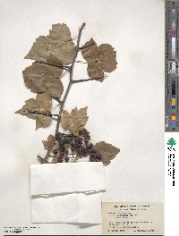 Crataegus phaenopyrum image