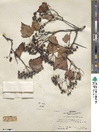 Crataegus phaenopyrum image