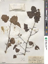 Crataegus phaenopyrum image