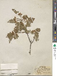 Crataegus pinnatifida image