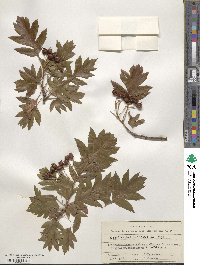 Crataegus pinnatifida image