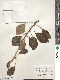 Crataegus pinnatifida image