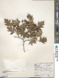 Crataegus pinnatifida image