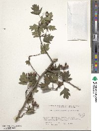 Crataegus pinnatifida image