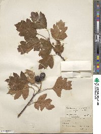 Crataegus pinnatifida image