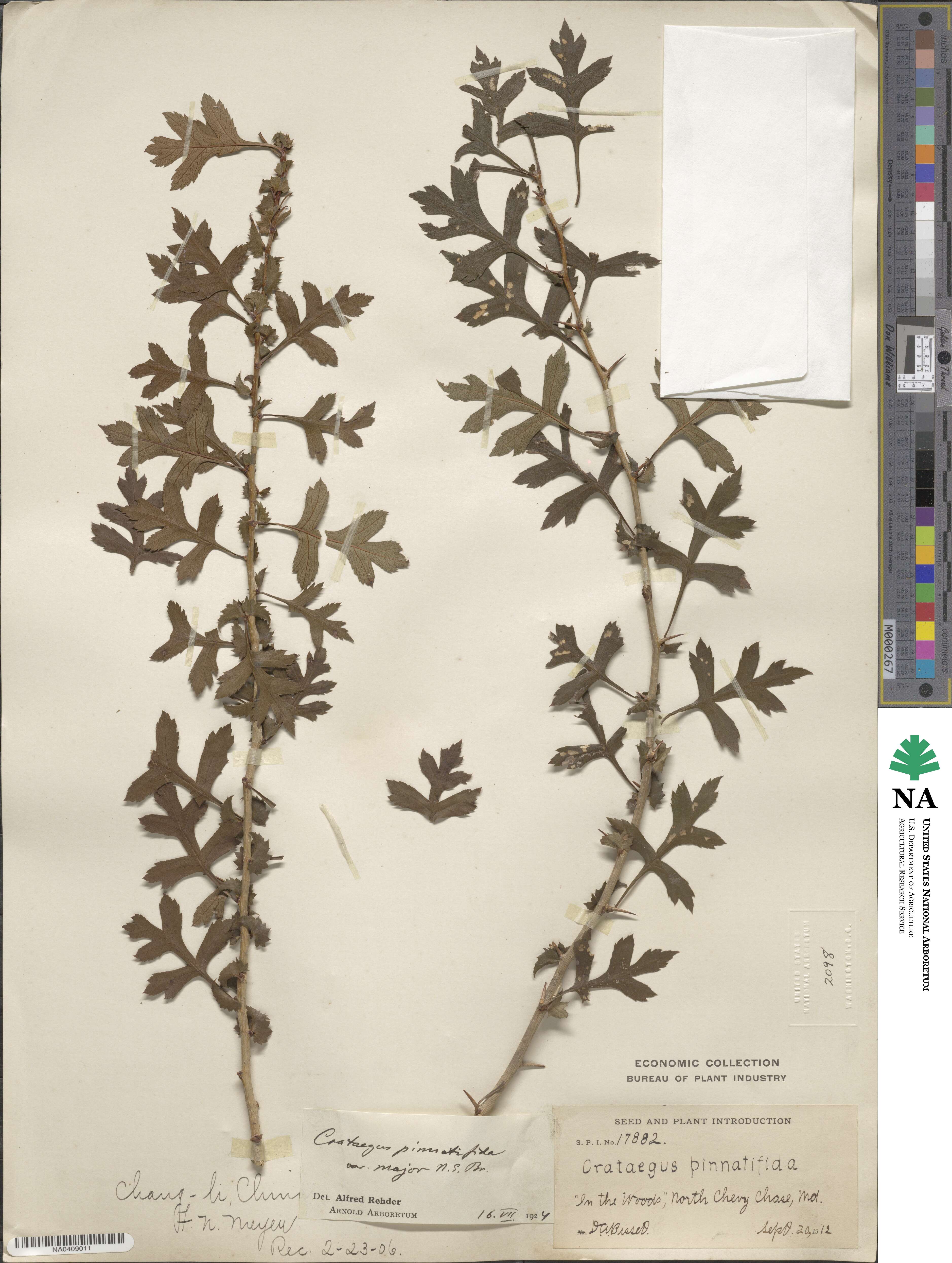 Crataegus pinnatifida image