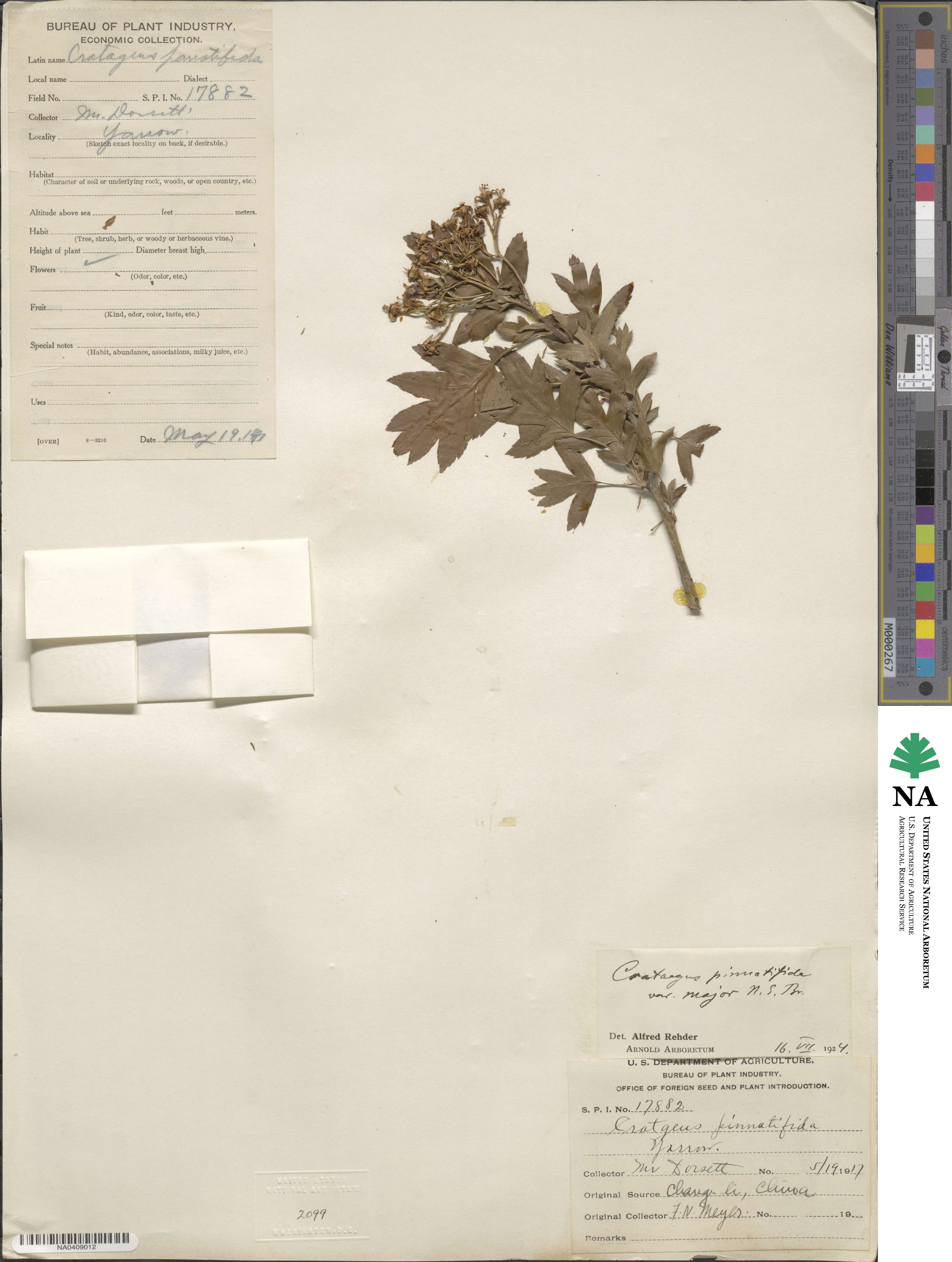 Crataegus pinnatifida image