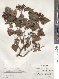 Crataegus phaenopyrum image