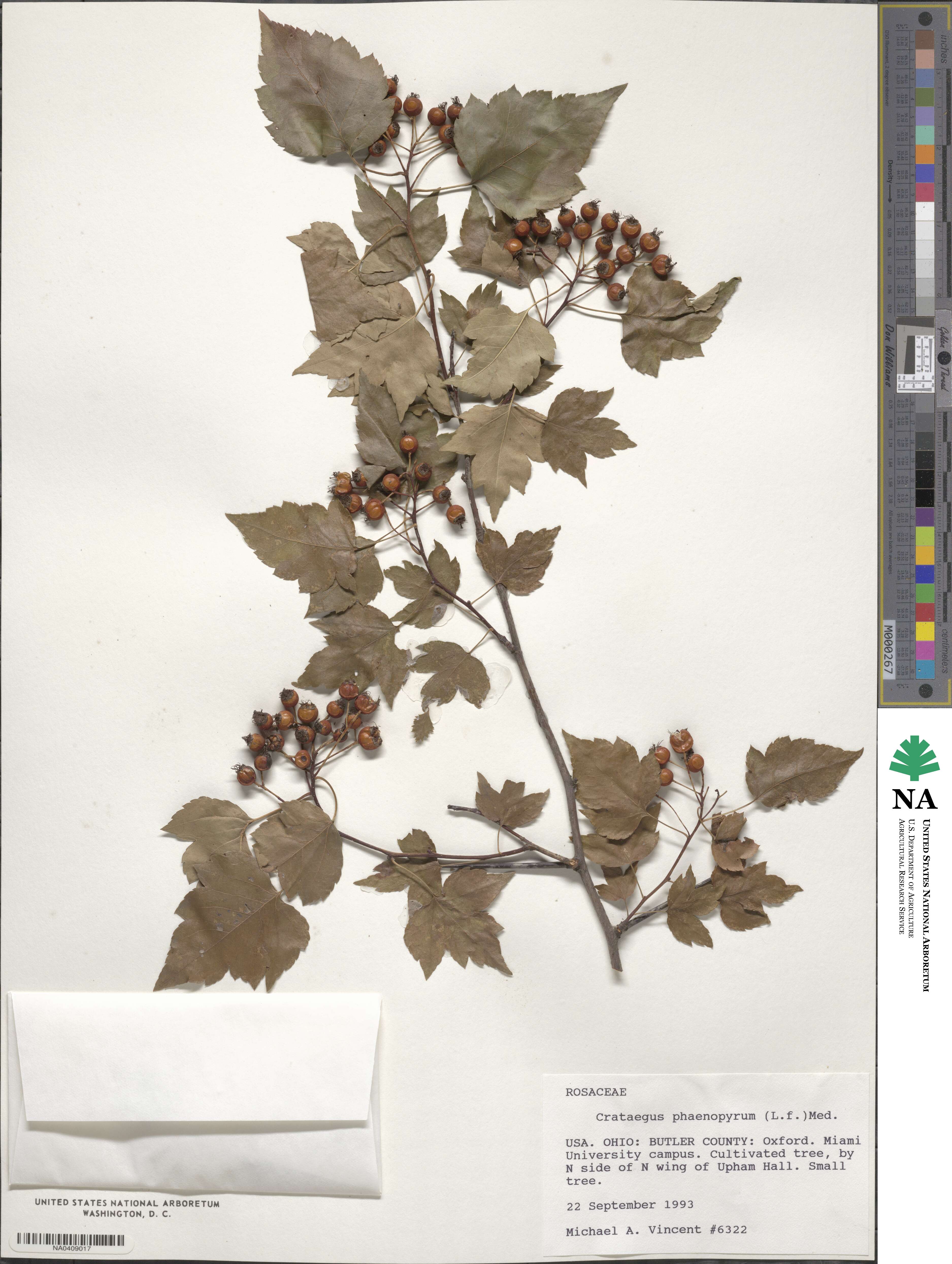 Crataegus phaenopyrum image