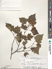 Crataegus phaenopyrum image