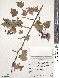 Crataegus phaenopyrum image