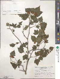 Crataegus phaenopyrum image