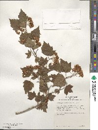 Crataegus phaenopyrum image