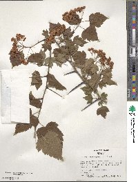 Crataegus phaenopyrum image