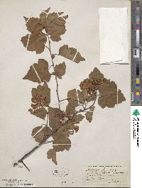 Crataegus phaenopyrum image