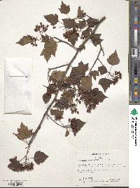 Crataegus phaenopyrum image