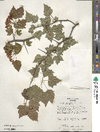 Crataegus phaenopyrum image