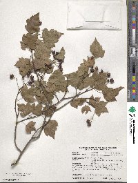 Crataegus phaenopyrum image