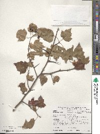 Crataegus phaenopyrum image