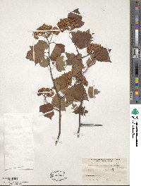 Crataegus phaenopyrum image