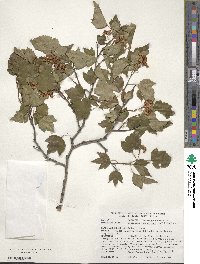 Crataegus phaenopyrum image