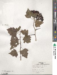 Crataegus phaenopyrum image