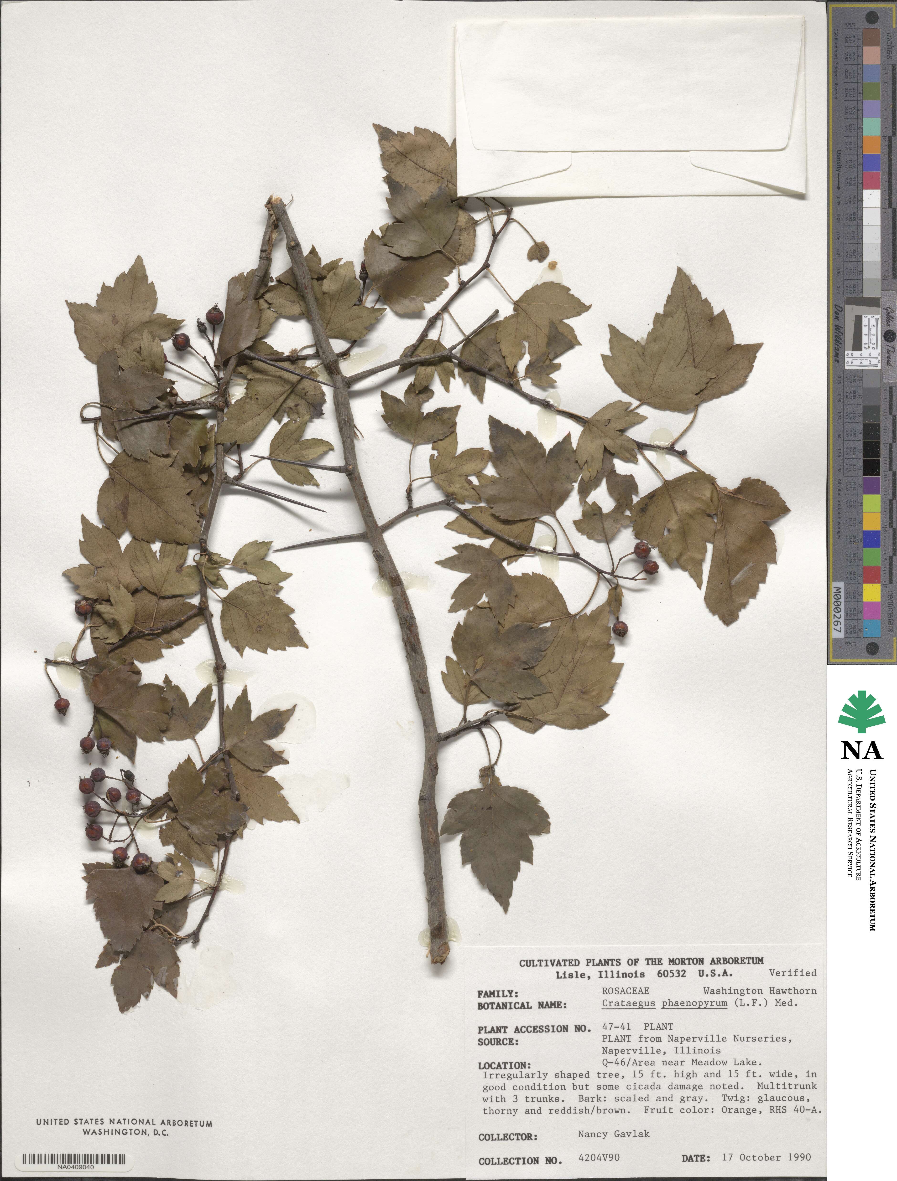 Crataegus phaenopyrum image