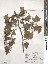 Crataegus phaenopyrum image