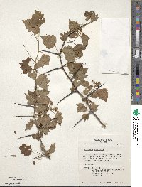 Crataegus phaenopyrum image