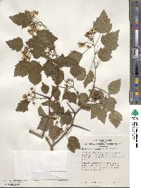 Crataegus pruinosa image