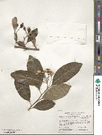 Crataegus gracilior image