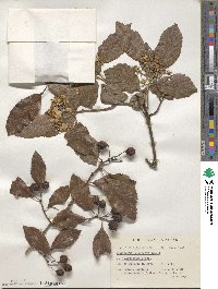 Crataegus gracilior image