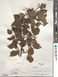 Crataegus punctata image