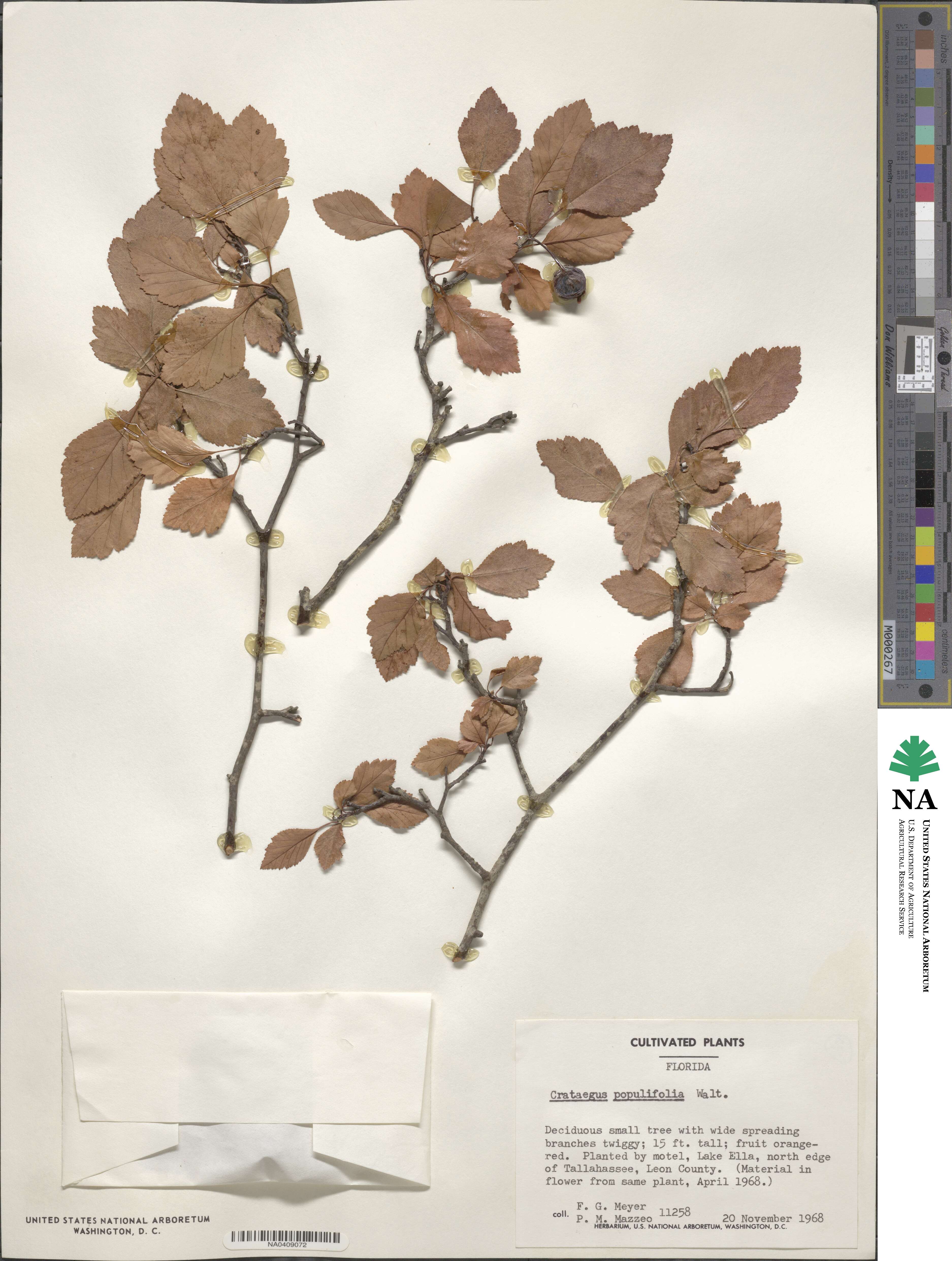 Crataegus populifolia image
