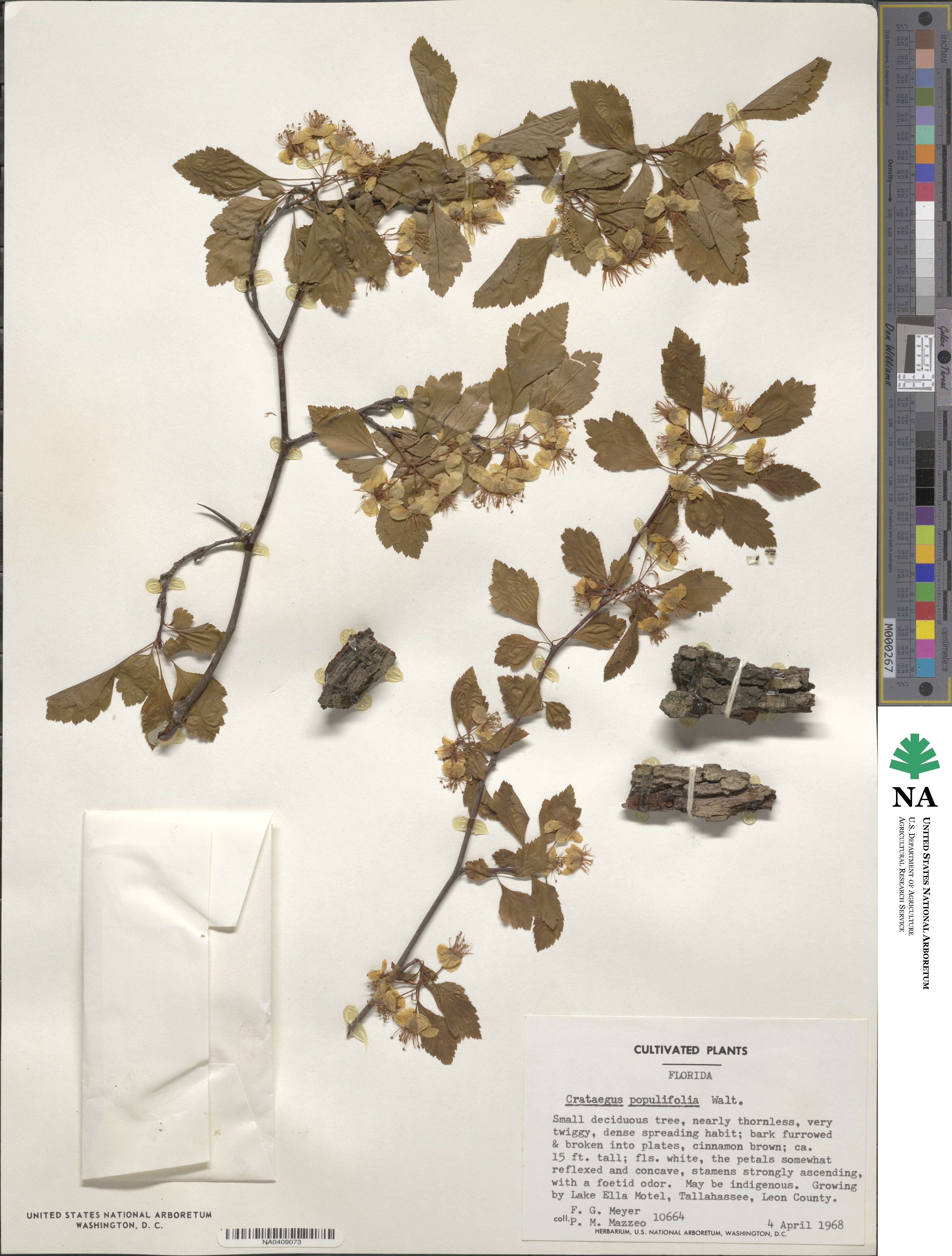Crataegus populifolia image