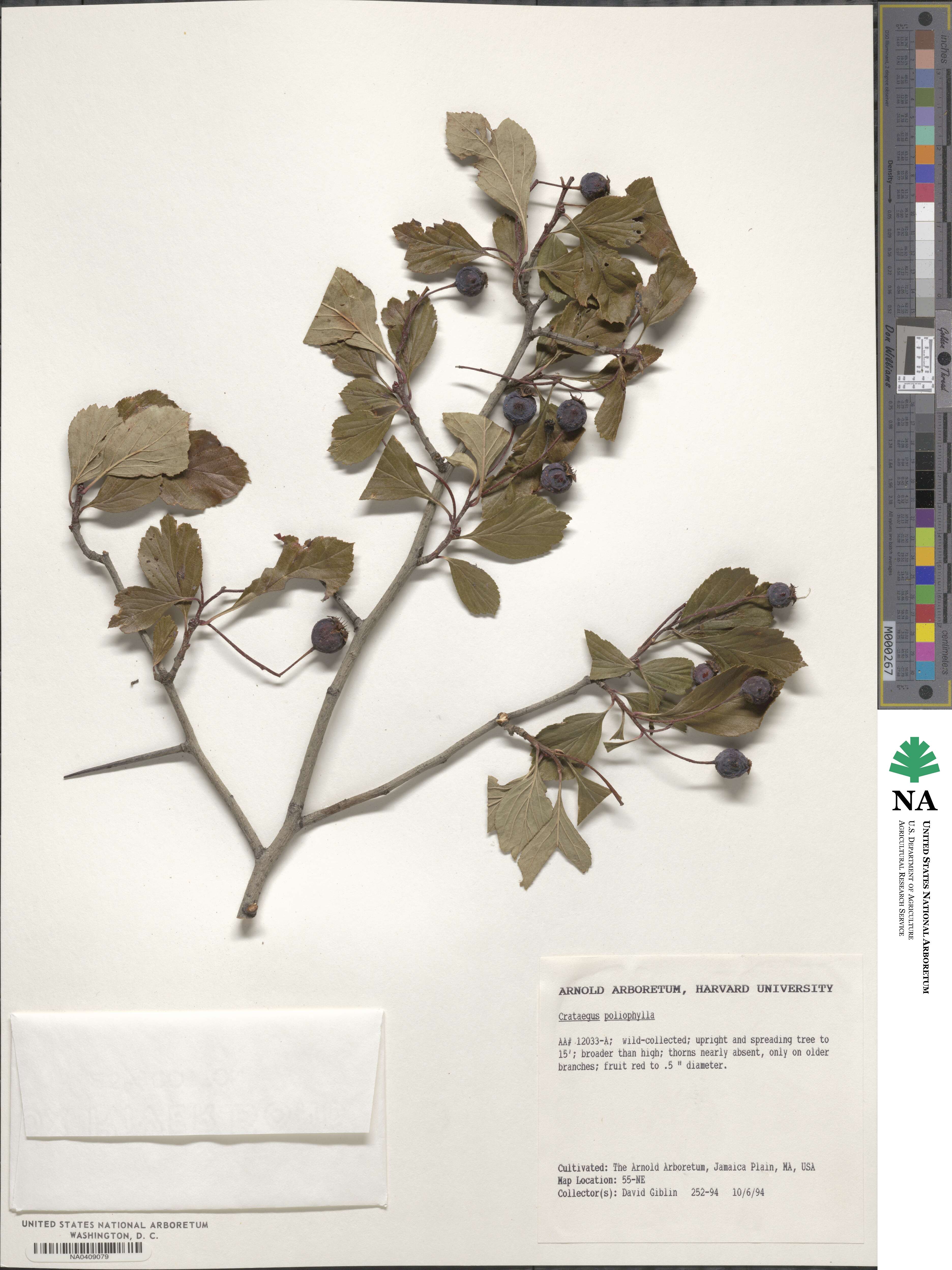 Crataegus poliophylla image