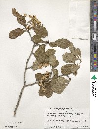 Crataegus disperma image