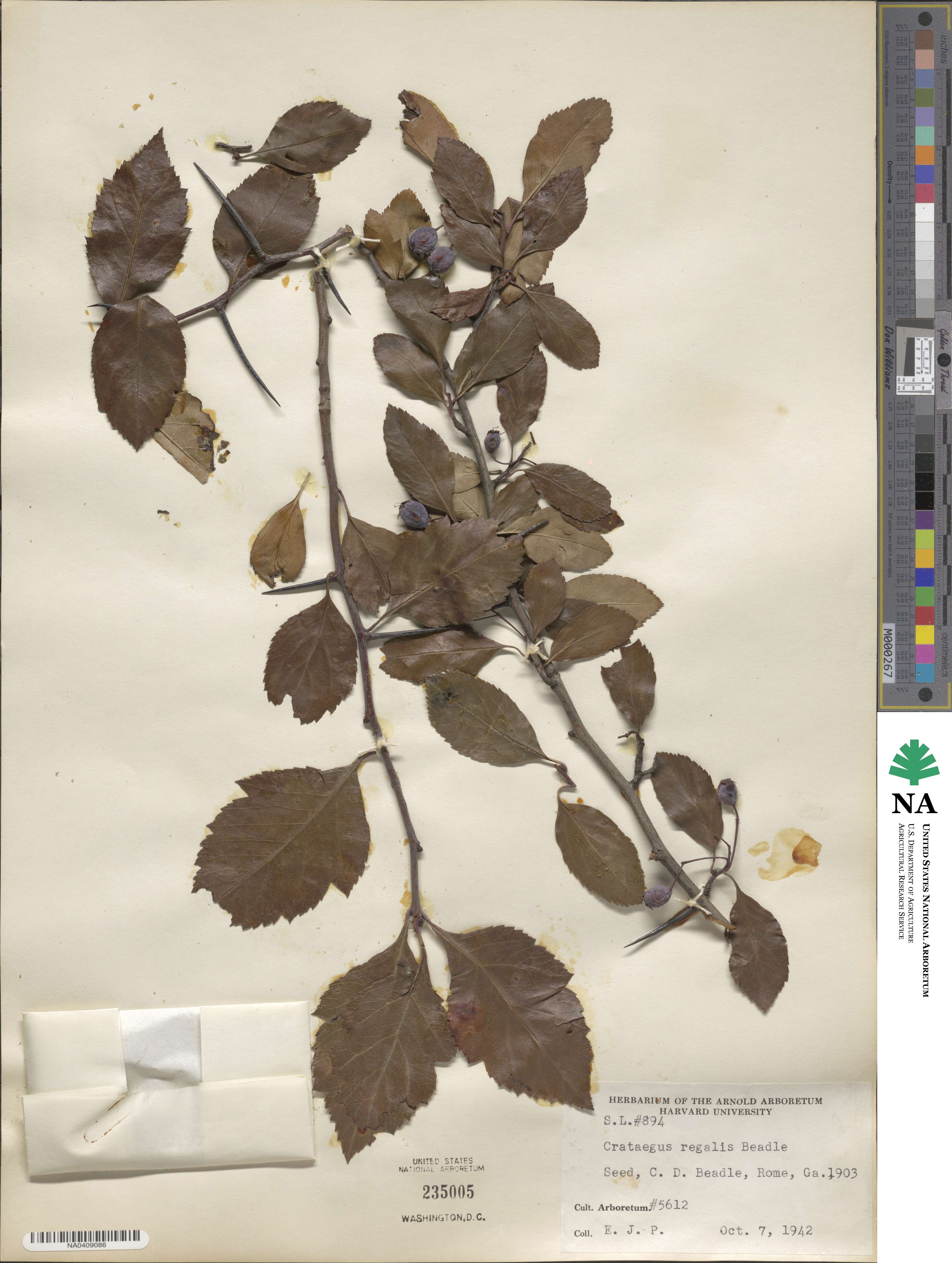 Crataegus crus-galli image